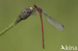 Large Red Damselfly (Pyrrhosoma nymphula)