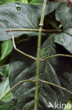 walking stick