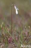 Waterlobelia (Lobelia dortmanna)