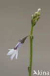 Waterlobelia (Lobelia dortmanna)