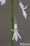 Waterlobelia (Lobelia dortmanna)