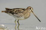 Watersnip (Gallinago gallinago) 