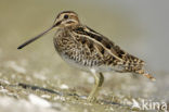 Watersnip (Gallinago gallinago) 