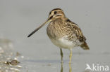 Watersnip (Gallinago gallinago) 