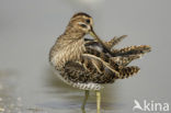 Watersnip (Gallinago gallinago) 