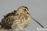 Watersnip (Gallinago gallinago) 