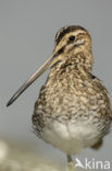 Watersnip (Gallinago gallinago) 