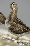 Watersnip (Gallinago gallinago) 