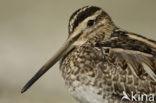 Watersnip (Gallinago gallinago) 