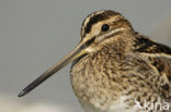 Watersnip (Gallinago gallinago) 