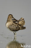 Watersnip (Gallinago gallinago) 