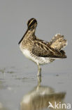 Watersnip (Gallinago gallinago) 