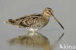 Watersnip (Gallinago gallinago) 