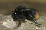 Weidehommel (Bombus pratorum)