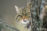 Wilde kat (Felis silvestris) 