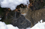 Wilde kat (Felis silvestris) 