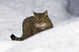 Wilde kat (Felis silvestris) 