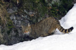 Wilde kat (Felis silvestris) 