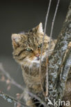 Wilde kat (Felis silvestris) 