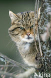 Wilde kat (Felis silvestris) 