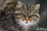 Wilde kat (Felis silvestris) 