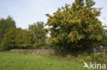 Wilde lijsterbes (Sorbus aucuparia)