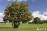 Wilde lijsterbes (Sorbus aucuparia)