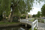 Willow (Salix)