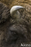 Wisent (Bison bonasus) 