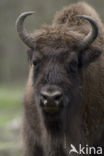 Wisent (Bison bonasus) 