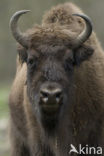 Wisent (Bison bonasus) 