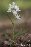 Wit bosvogeltje (Cephalanthera longifolia) 