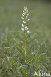 Wit bosvogeltje (Cephalanthera longifolia) 