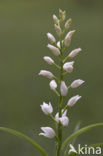 Wit bosvogeltje (Cephalanthera longifolia) 