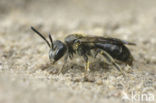 Witkopdwergzandbij (Andrena subopaca)