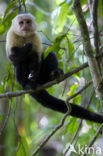 White Throated Capuchin (Cebus capucinus)