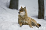 Wolf (Canis lupus)