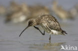 Eurasian Curlew (Numenius arquata) 