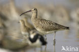 Eurasian Curlew (Numenius arquata) 