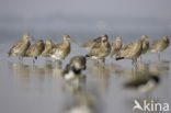 Eurasian Curlew (Numenius arquata) 