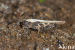 Cepero’s Ground-hopper (Tetrix ceperoi)