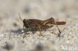 Cepero’s Ground-hopper (Tetrix ceperoi)