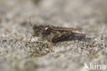 Cepero’s Ground-hopper (Tetrix ceperoi)