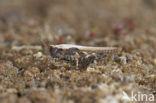 Cepero’s Ground-hopper (Tetrix ceperoi)