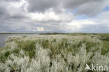 Zeealsem (Seriphidium maritimum) 