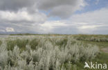 Zeealsem (Seriphidium maritimum) 