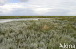 Zeealsem (Seriphidium maritimum) 