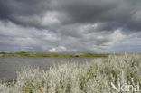 Zeealsem (Seriphidium maritimum) 