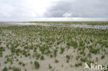Glasswort (Salicornia spec)