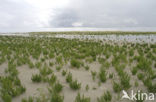 Glasswort (Salicornia spec)